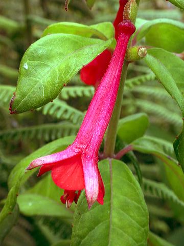 dscn5516.jpg