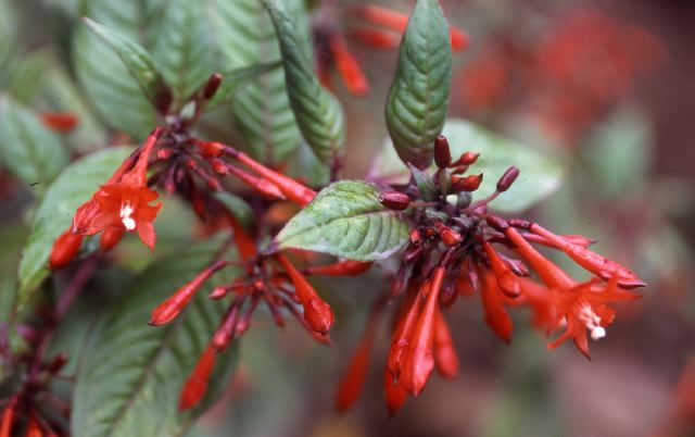 fuchsia_baeza_dec.02.jpg