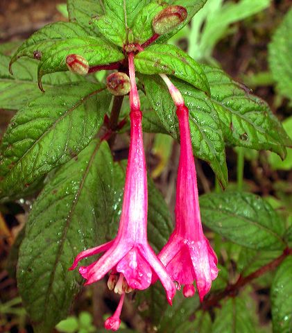 fuschia.jpg