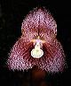 dracula_chiroptera