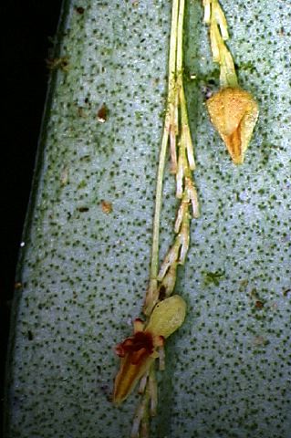 lepanthes_clandestina.jpg
