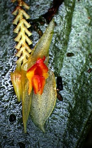 lepanthes_monitor.jpg