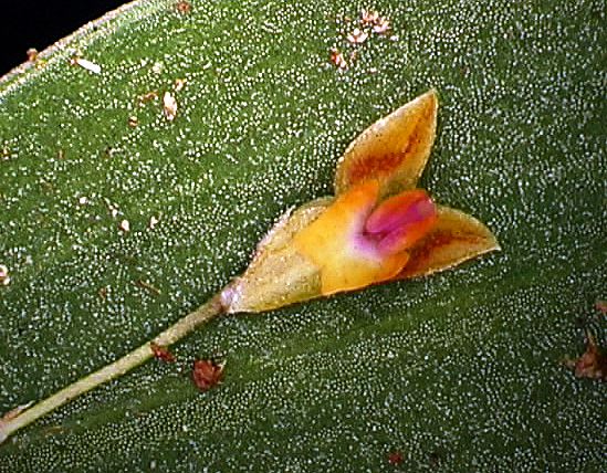 lepanthes_n.jpg