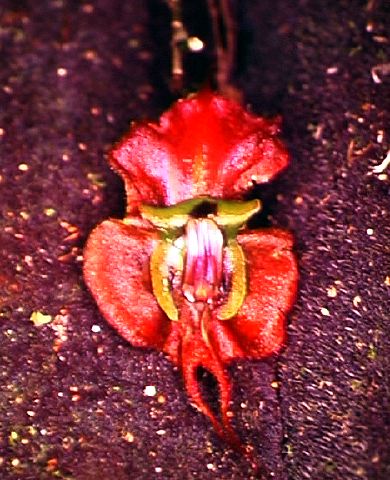 lepanthes_sp._2.jpg