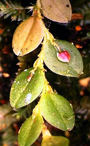 lepanthes_sp._a.jpg