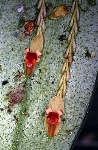 lepanthes_sp._c.jpg