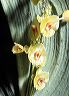 lepanthes