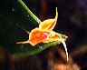 lepanthes_