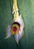 lepanthes_agglutinata