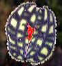 lepanthes_calodictyon