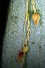 lepanthes_clandestina