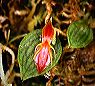 lepanthes_hexapus
