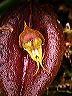 lepanthes_mastodon