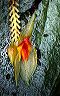 lepanthes_monitor
