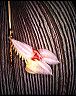 lepanthes_sp._