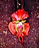 lepanthes_sp._2