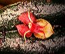 lepanthes_sp.__