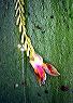 lepanthes_sp._b