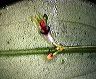 lepanthes_sp