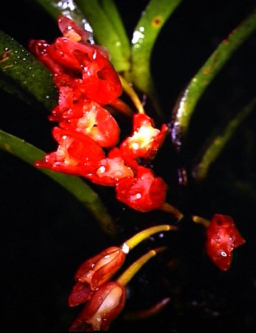 maxillaria_aggregata.jpg