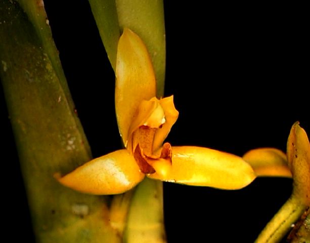 maxillaria_discolor_panacoc.jpg