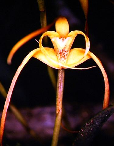 maxillaria_lepidota.jpg