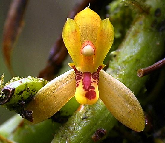maxillaria_red_lip_2.jpg