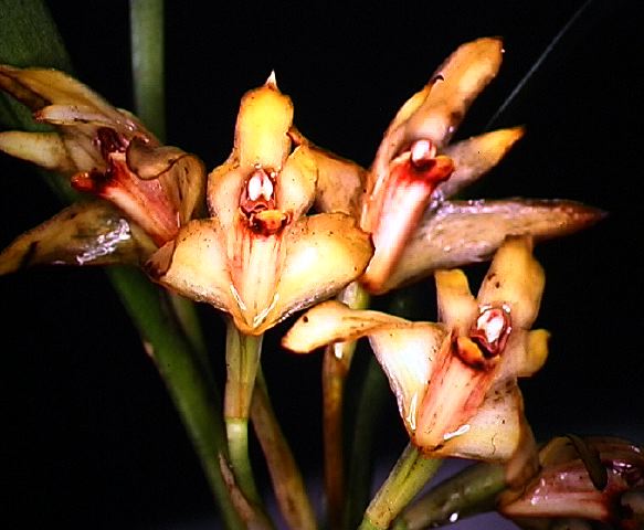 maxillaria_sp...jpg