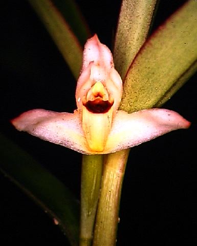 maxillaria_sp._2.jpg