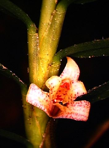 maxillaria_sp._3.jpg