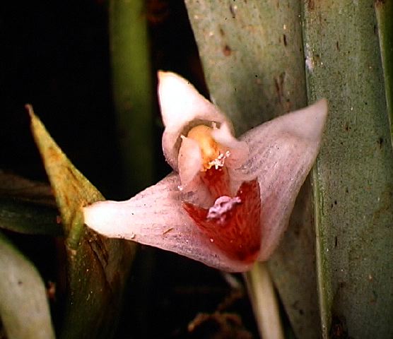 maxillaria_sp._5.jpg