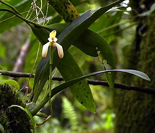 maxillaria_yellow_w.jpg