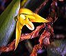 maxillaria_alpestris