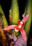 maxillaria_bicallosa