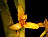 maxillaria_discolor_panacoc
