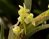 maxillaria_k.10_puyo-tena_c