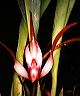 maxillaria_longisepala