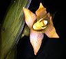 maxillaria_paleata