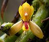 maxillaria_red_lip_2
