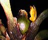 maxillaria_sp._