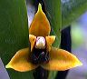 maxillaria_sp._km65_yasuni_