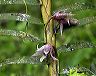 maxillaria_sp._w