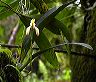 maxillaria_yellow_w