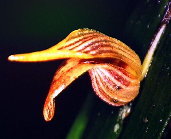 p._nossax_(26).jpg