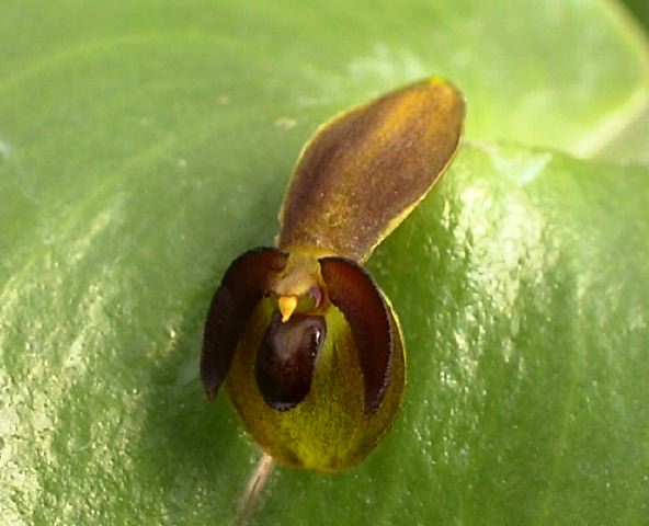 pleurothallis_100_cu.jpg