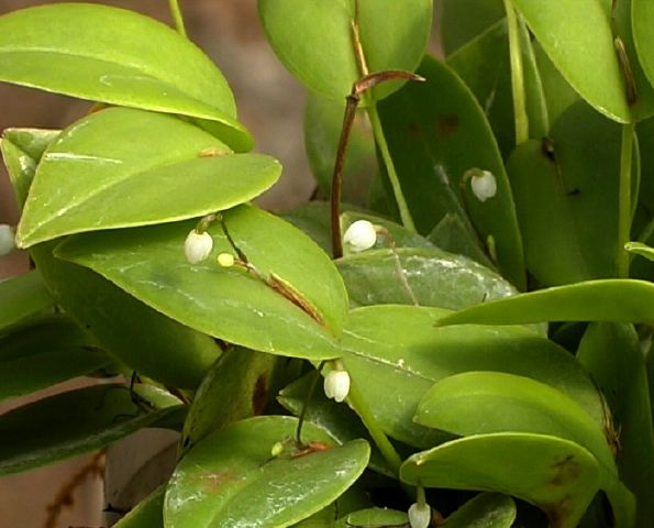 pleurothallis_105_w.jpg