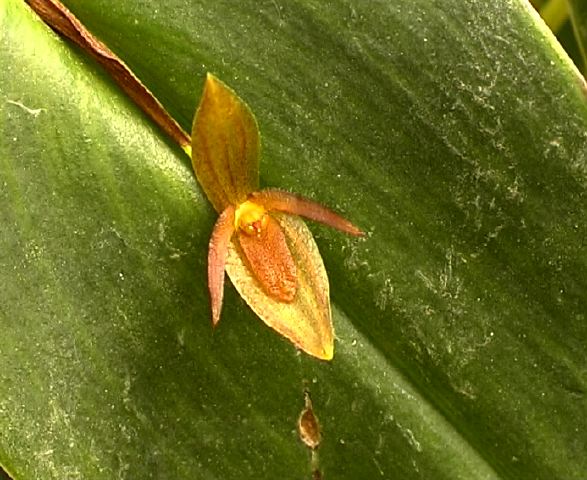 pleurothallis_11_cu.jpg