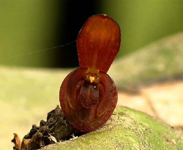 pleurothallis_2.jpg