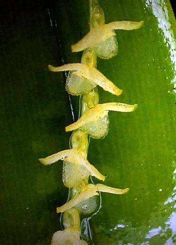 pleurothallis_2_panacocha.jpg