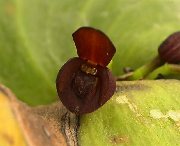 pleurothallis_38_cu.jpg